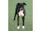 Roberta Labrador Retriever Adult Female