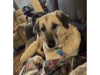 Sunshine Louise Anatolian Shepherd Adult Female