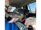 NOHEMI Miniature Pinscher Puppy Female