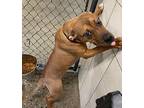 Bella American Pit Bull Terrier Young Female