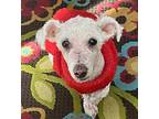 Roger Bichon Frise Senior Male