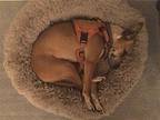Miso Labrador Retriever Adult Female