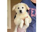 sophi Labrador Retriever Puppy Female