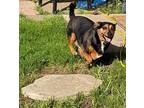 Clark Dachshund Adult Male
