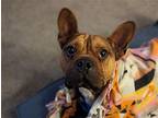 Bubba French Bulldog Adult Male