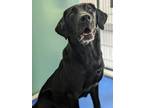 Lorenzo 349-24 Labrador Retriever Adult Male
