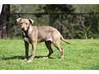 Rootbeer American Pit Bull Terrier Young Female