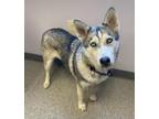 Pepper Husky Adult Female