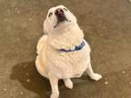 Wilma Great Pyrenees Adult Female