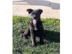 Walker Border Collie Puppy Male
