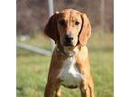 Skipper Hound (Unknown Type) Young Male