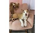 Blue Catahoula Leopard Dog Puppy Female