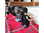 Finley Australian Shepherd Puppy Male