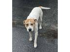 Ringo American Bulldog Young Male