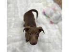 Athena Mixed Breed (Medium) Puppy Female