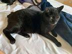Henry American Bobtail Adult Male