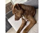 Graham fka Curly Shepherd (Unknown Type) Young Female