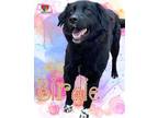 Birdie Border Collie Young Female