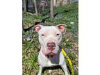 Honeydew American Staffordshire Terrier Young Female