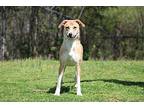 Ocean Labrador Retriever Adult Female