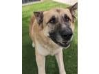 Beethoven 337-24 Anatolian Shepherd Adult Male