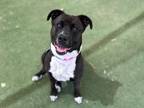 Monique American Staffordshire Terrier Adult Female