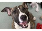Taz Bull Terrier Young Male