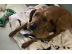 Jimmy Choo 362-24 Vizsla Young Male