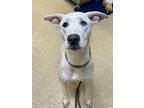 Meadow Catahoula Leopard Dog Adult Female