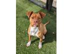 Little Debbie 286-24 Mixed Breed (Medium) Puppy Female