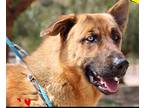 Bear Labrador Retriever Young Male