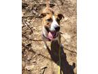 Calliope 197-24 Hound (Unknown Type) Puppy Female