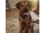 Ryder (fka King Tut) Shepherd (Unknown Type) Young Male