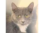 Nathaniel Maine Coon Kitten Male
