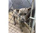 Smoke American Pit Bull Terrier Adult Male