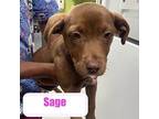 Sage Labrador Retriever Puppy Female