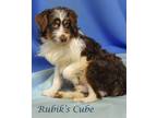 Rubik's Cube (D23-220) Australian Shepherd Young Male