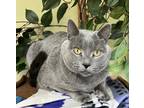 Peanut Russian Blue Adult Male