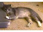 Little Spicy Quail Domestic Shorthair Kitten Female