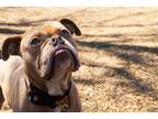 Tulip English Bulldog Adult Female