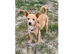 Butterscotch Mixed Breed (Medium) Puppy Female