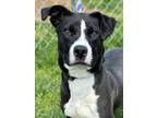 Bobby Labrador Retriever Puppy Male