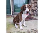 Oliver Hound (Unknown Type) Puppy Male