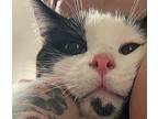 Sharky Domestic Shorthair Young Male