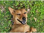Sissy Australian Cattle Dog Young Female