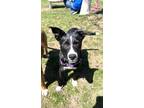 Frida Mixed Breed (Medium) Puppy Female