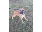 Derek Terrier (Unknown Type, Small) Puppy Male