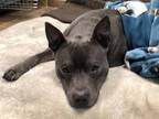 Creed 6-24 American Pit Bull Terrier Adult Male