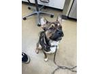Buster Australian Cattle Dog Young Male