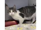 Theo Domestic Shorthair Kitten Male